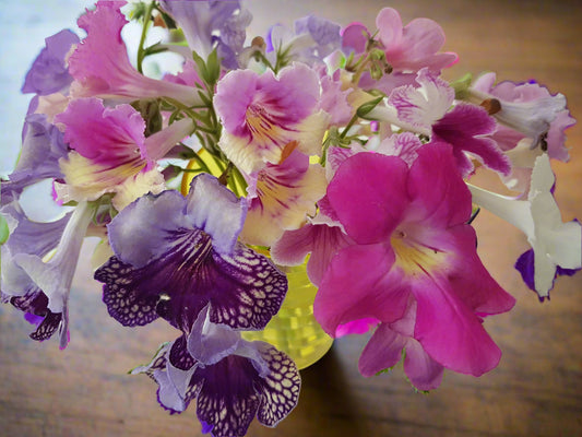 Cut Flowers