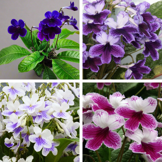A collection of potted Streptocarpus