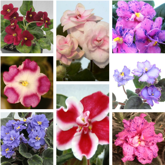 130+ African Violets