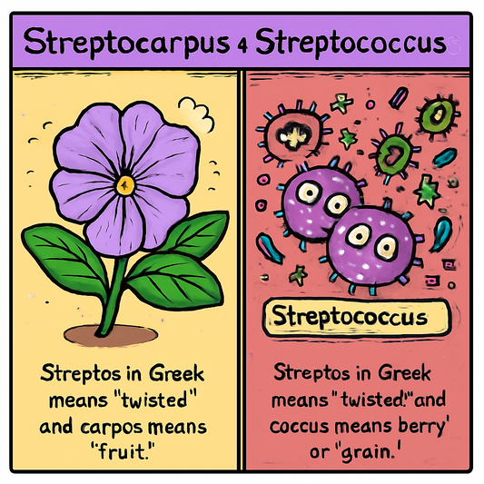 Streptocarpus v Streptococcus