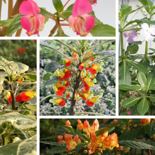 My Top 10 Colourful Indoor Houseplants