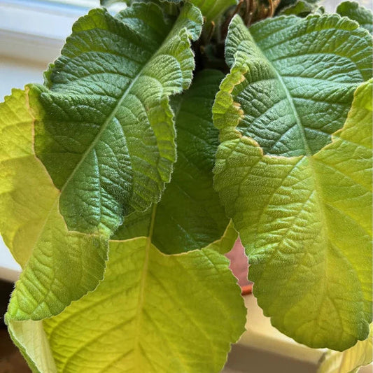 Why's there a line across my streptocarpus leaf?