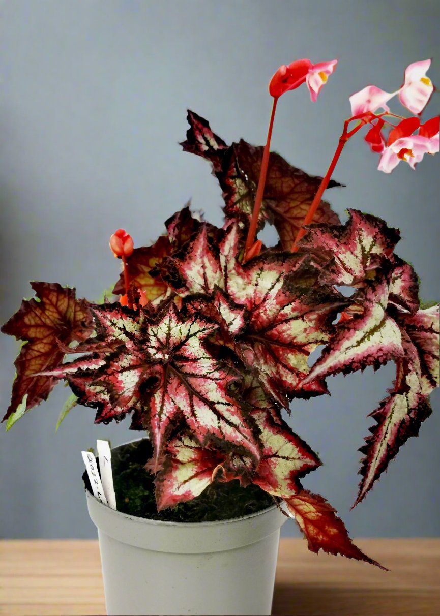 Begonia Stellar Storm