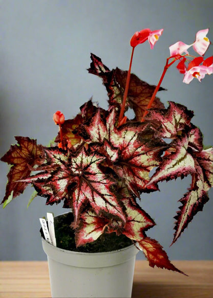 Begonia Stellar Storm