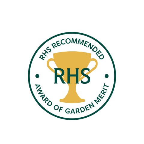 🏆Award of Garden Merit Streptocarpus Collection