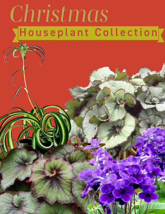 CHRISTMAS  HOUSEPLANTS - Four Plant Collection (C)