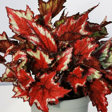 Begonia Sangria