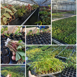 Nursery / Plant Collection 'Behind the Scenes' Guided Tour / Open Day (11 April)