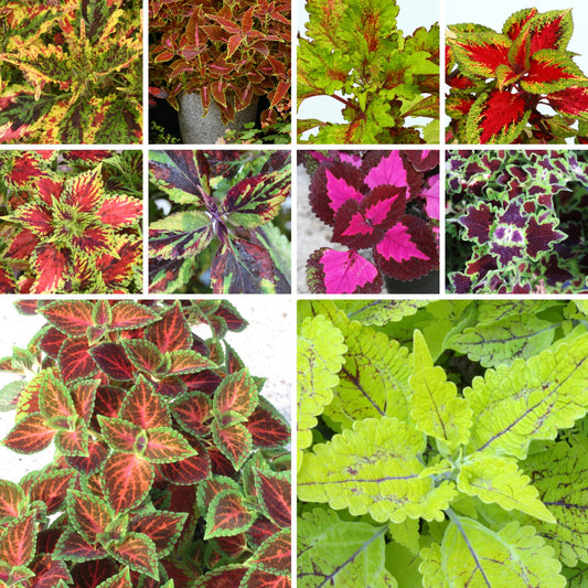 A collection of 10 Named Coleus- limited availability