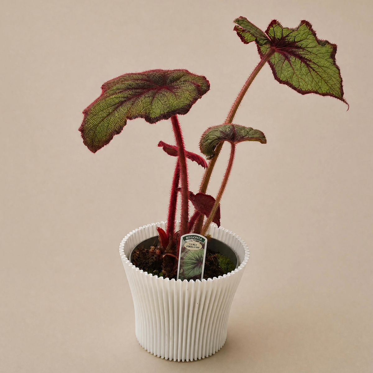 Begonia Curly Fireflush - Dibleys