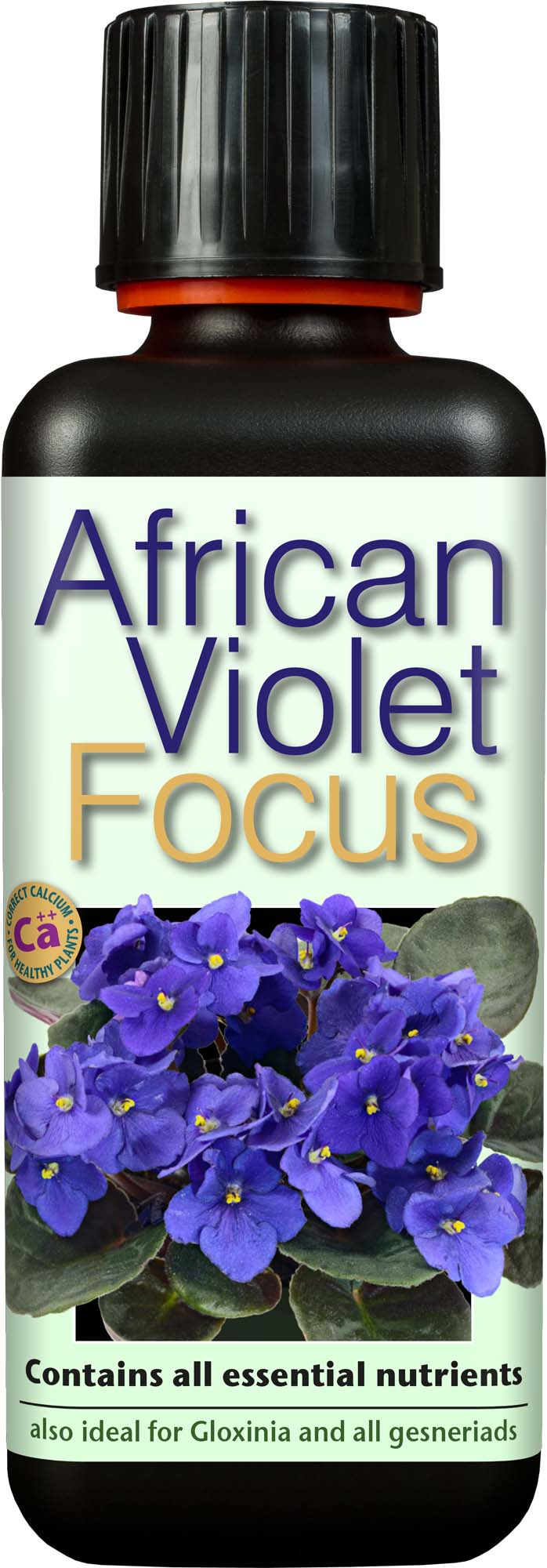 African Violet Focus