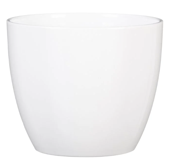 Alaska Weiss  (suitable for 12cm pots) 920/13