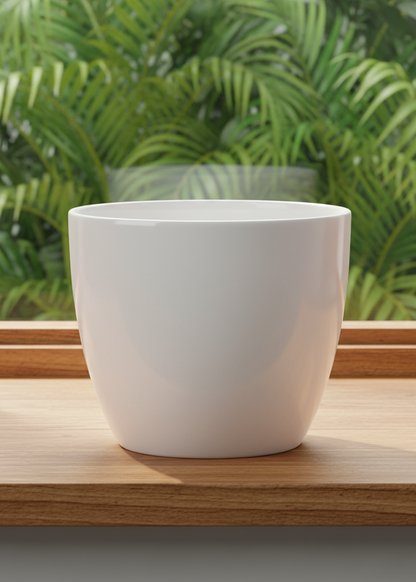 Alaska Weiss  (suitable for 12cm pots) 920/13