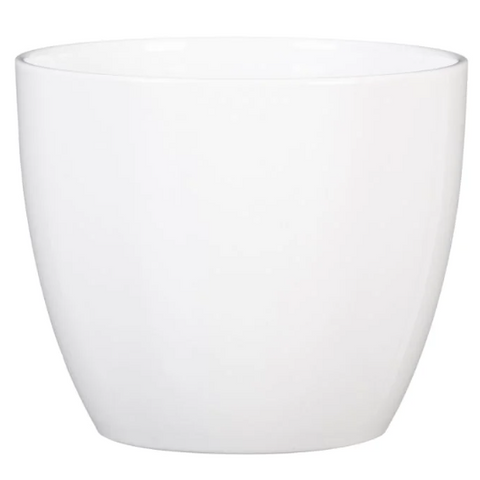 Alaska Weiss  (suitable for 12cm pots) 920/13