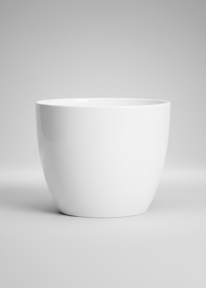 Alaska Weiss  (suitable for 12cm pots) 920/13