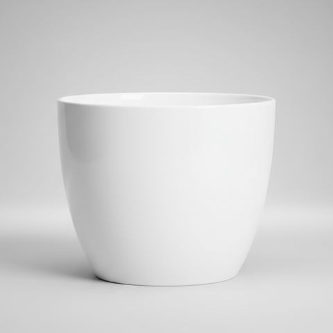 Alaska Weiss  (suitable for 12cm pots) 920/13