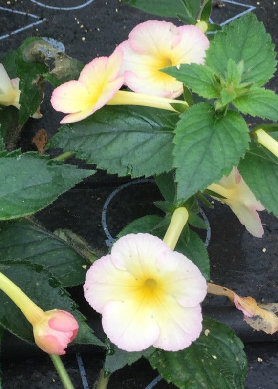 Achimenes Aimee Saliba