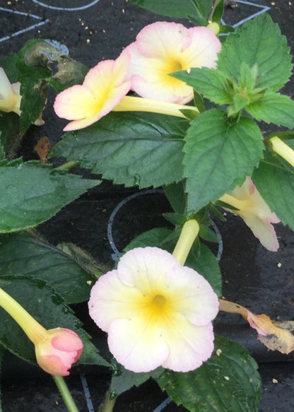 Achimenes Aimee Saliba