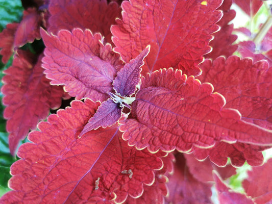 Coleus Angel of the North