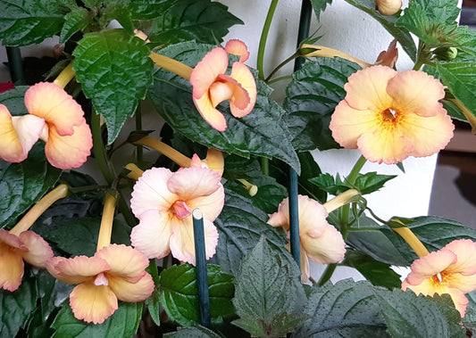 Achimenes Anna Foya - Dibleys