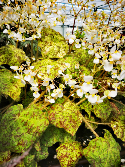 Begonia Marmaduke