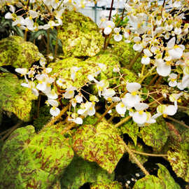 Begonia Marmaduke