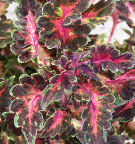 Solenostemon (Coleus) Beauty of Lyon