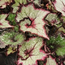 Begonia Cosmic Carnival NEW 2026