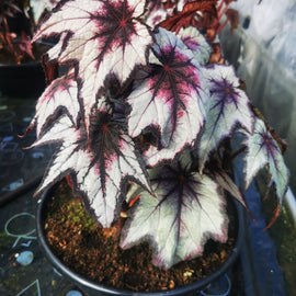 Begonia Dark Eyes