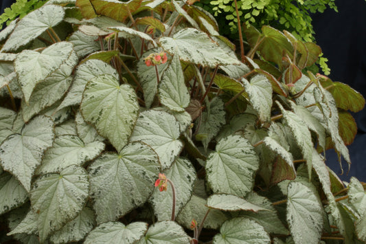 Begonia Queen Olympus