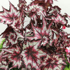 Begonia Stellar Storm