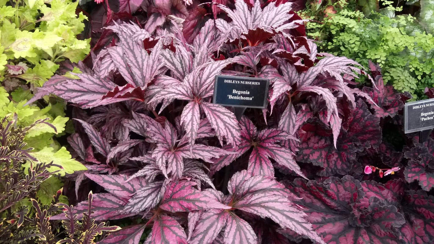 Begonia Benitochiba - Dibleys