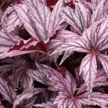 Begonia Benitochiba