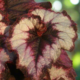 Begonia Blackberry Swirl