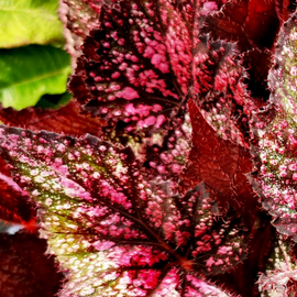 Begonia Blood Brothers NEW 2025