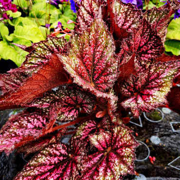 Begonia Blood Brothers