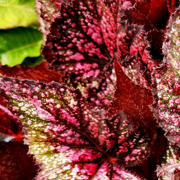 Begonia Blood Brothers