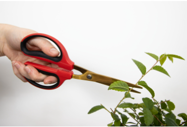 BetterGrow Bonsai Pruning Scissors