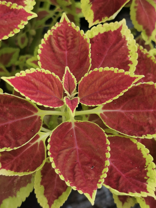 Solenostemon (Coleus) Brilliant