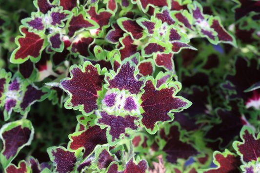 Coleus Burgundy Wedding Train