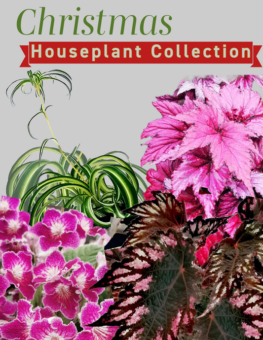 CHRISTMAS  HOUSEPLANTS - Four Plant Collection (B)