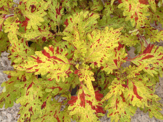 Coleus Pineapplette