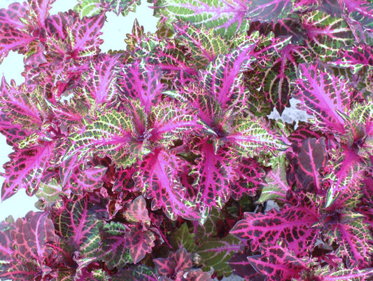 Coleus Peter's Wonder