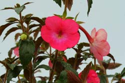 Achimenes Cascade Rose Red - Rhizomes