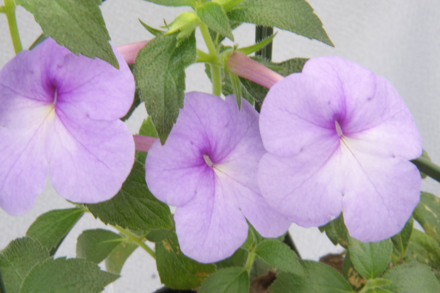 Achimenes Cattleya Light - Dibleys
