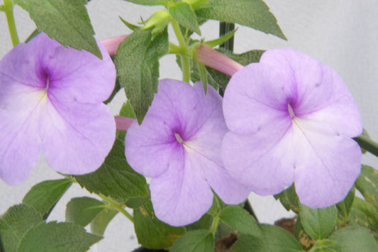 Achimenes Cattleya Light - Dibleys