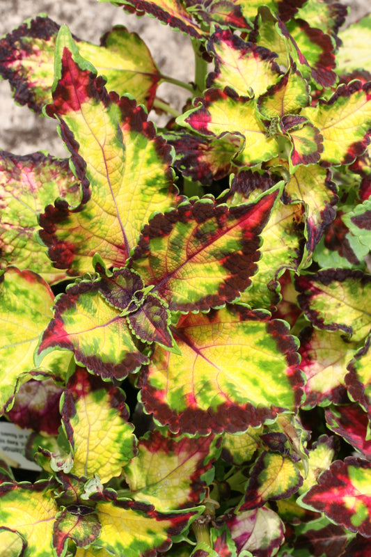 Coleus Chameleon