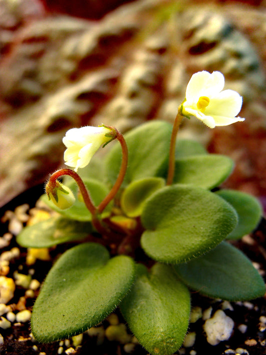 Saintpaulia Chantaspring - Dibleys