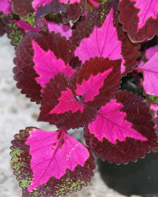 Coleus China Rose