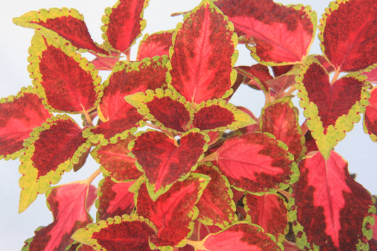 Coleus City of Liverpool